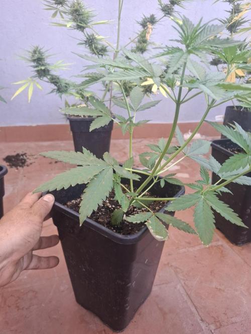 superboofxlauto. Week 2