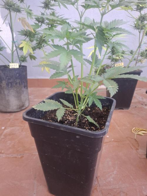 superboofxlauto. Week 2