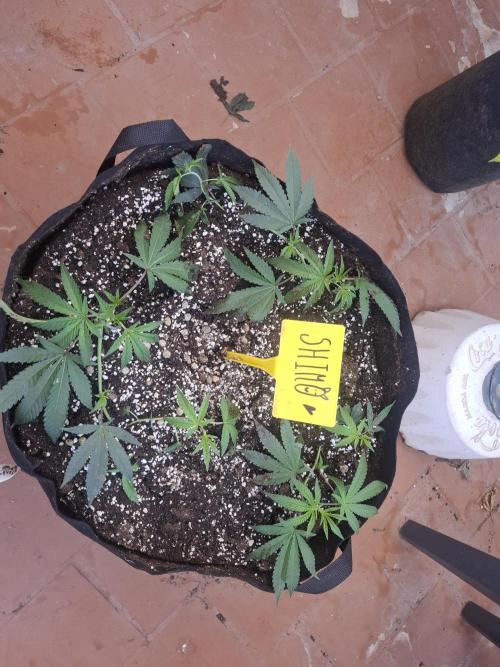 shimo scrOG. Week 4