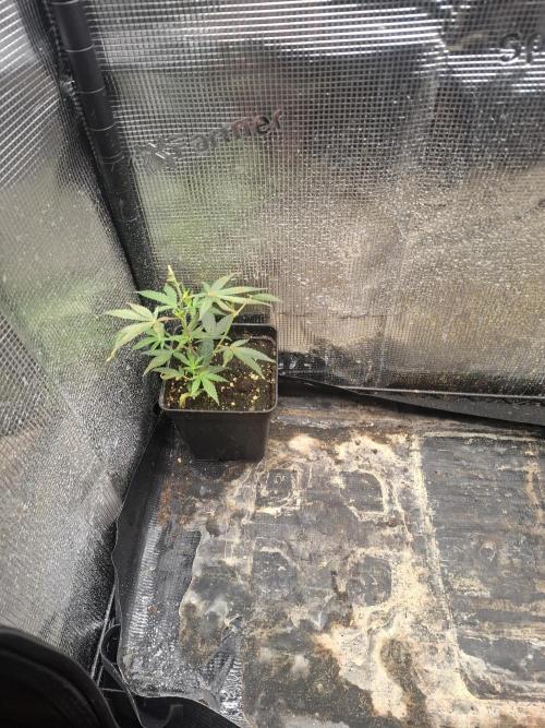 shimo scrOG. Week 4