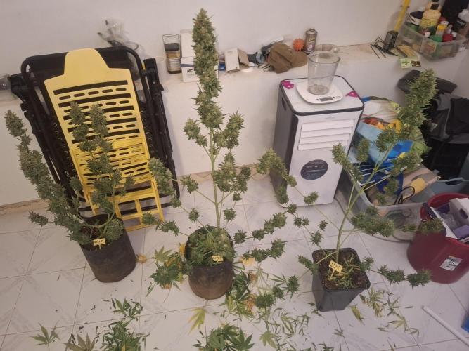 crecimiento indor flora exterior. Week 10