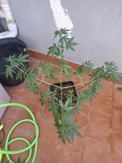 superboofxlauto. Week 4