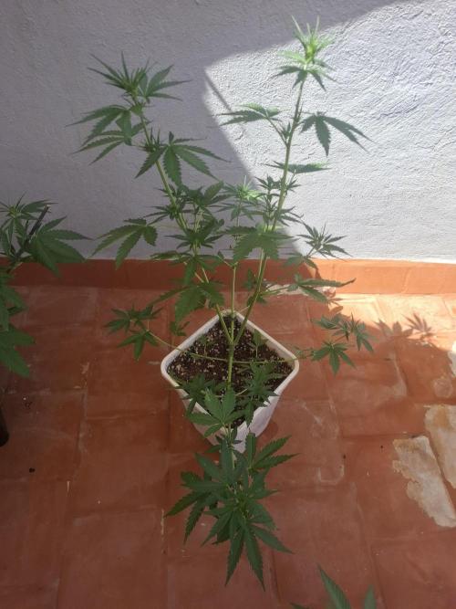 superboofxlauto. Week 4