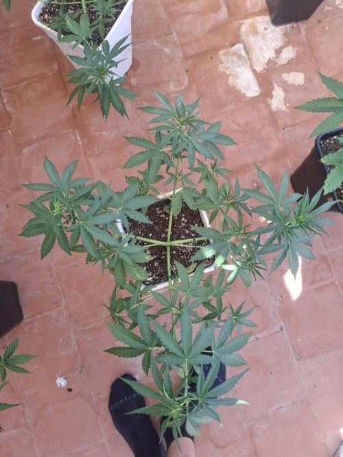 superboofxlauto. Week 4