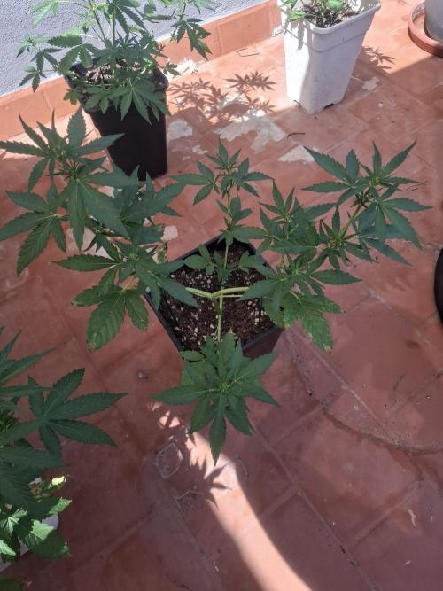 superboofxlauto. Week 4