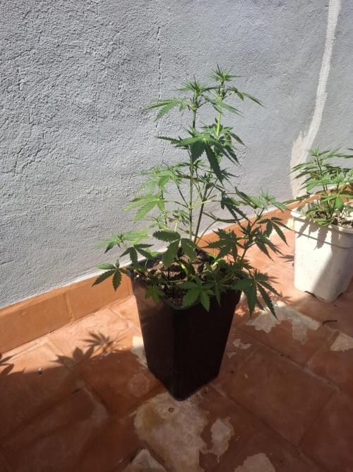superboofxlauto. Week 4
