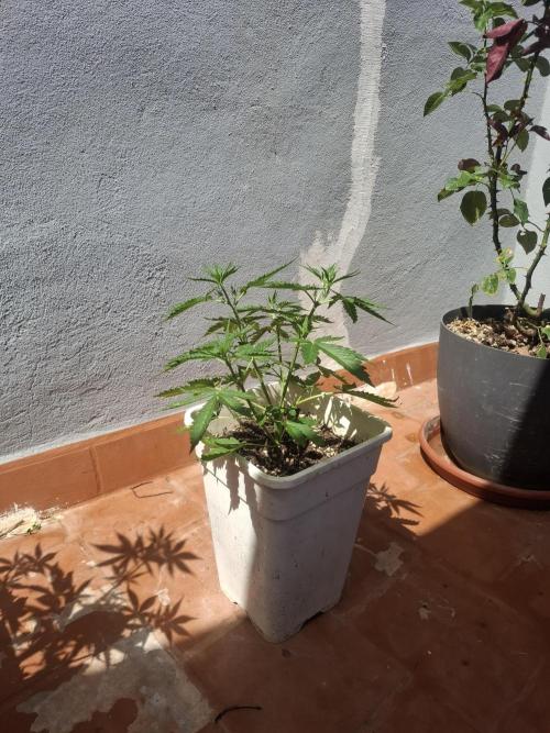 superboofxlauto. Week 4