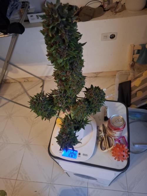 crecimiento indor flora exterior. Week 15