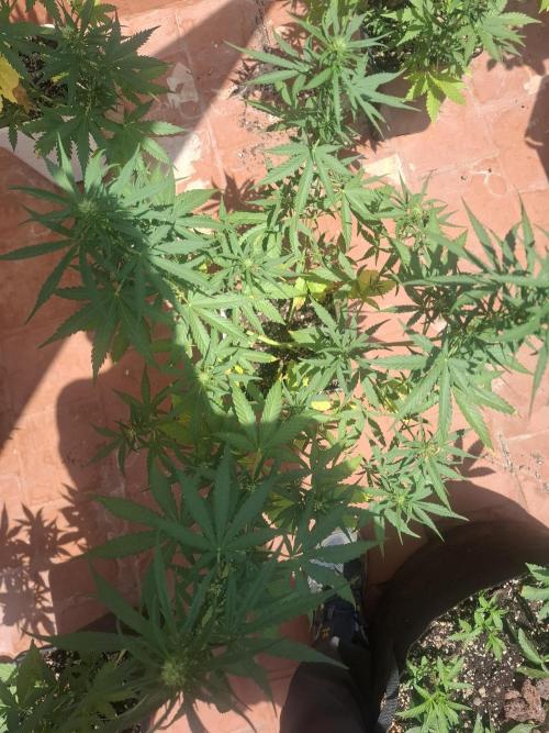 superboofxlauto. Week 5