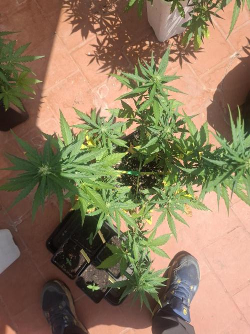 superboofxlauto. Week 5