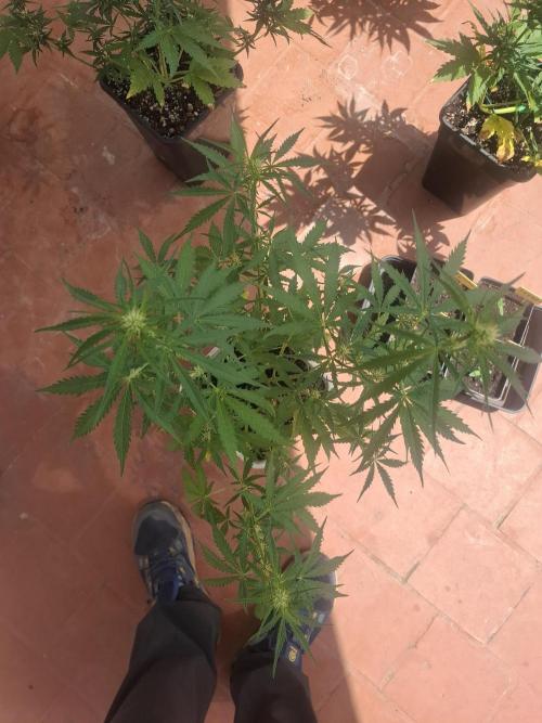 superboofxlauto. Week 5