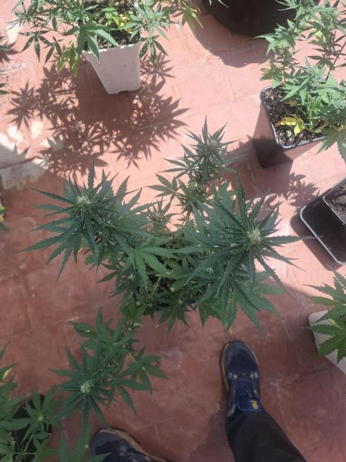 superboofxlauto. Week 5