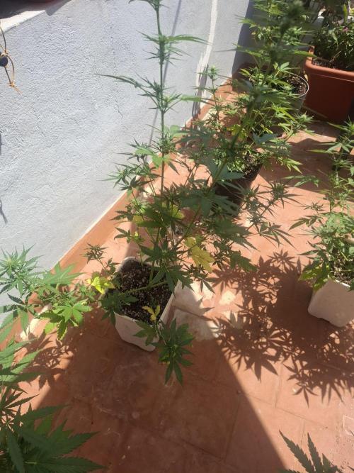 superboofxlauto. Week 5