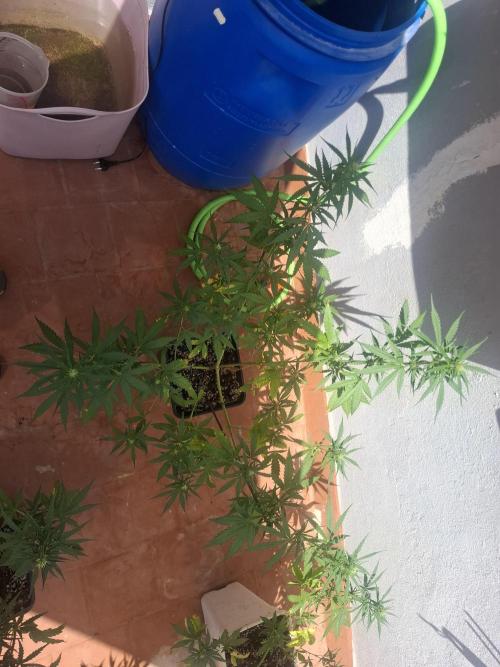 superboofxlauto. Week 5