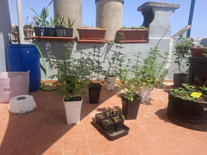 superboofxlauto. Week 5
