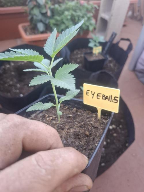 Phenohunting EyeBallz. Week 2