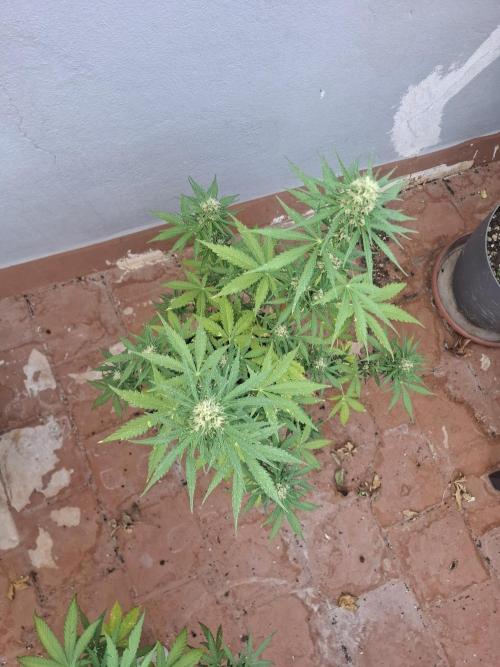 superboofxlauto. Week 6