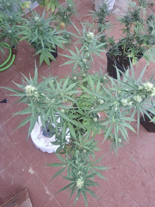 superboofxlauto. Week 6