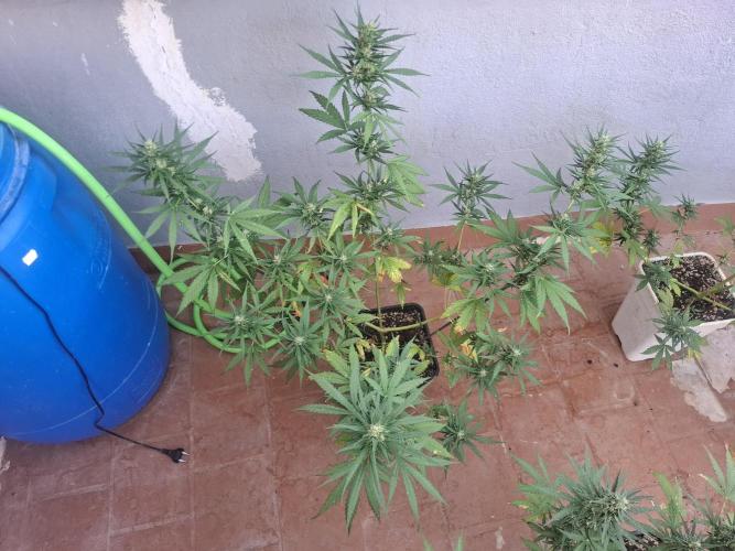 superboofxlauto. Week 6