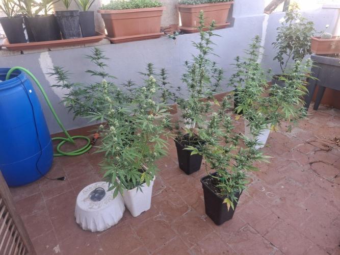 superboofxlauto. Week 6