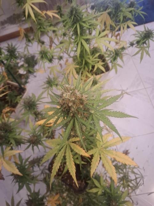 Super Boof XL Auto. Week 7