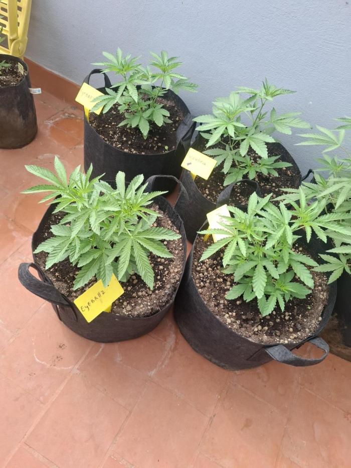 Phenohunting EyeBallz. Week 3