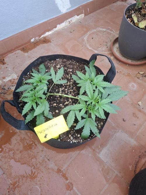Phenohunting EyeBallz. Week 4 - psy