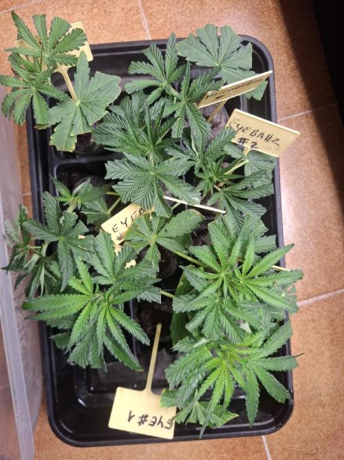 Phenohunting EyeBallz. Week 4 - clons