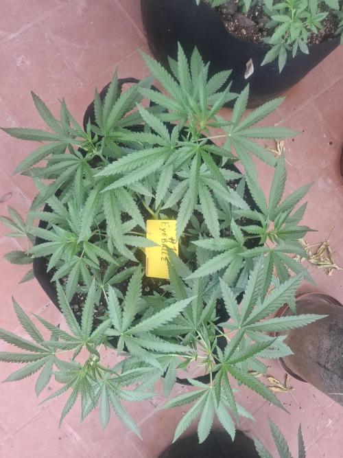 Phenohunting EyeBallz. Week 5