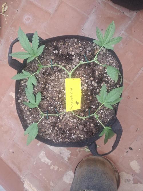 Phenohunting EyeBallz. Week 5
