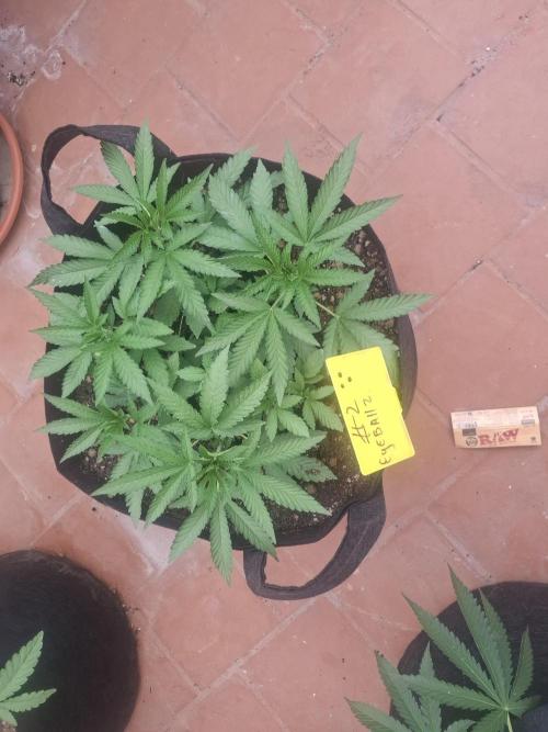 Phenohunting EyeBallz. Week 5