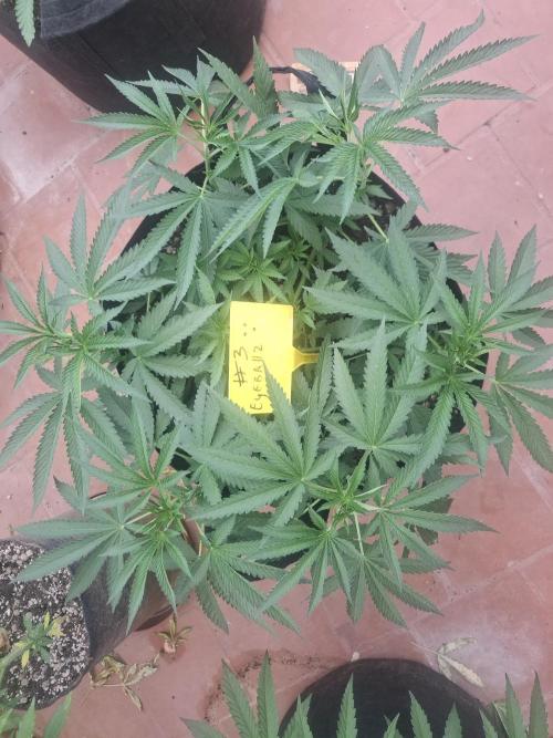 Phenohunting EyeBallz. Week 5