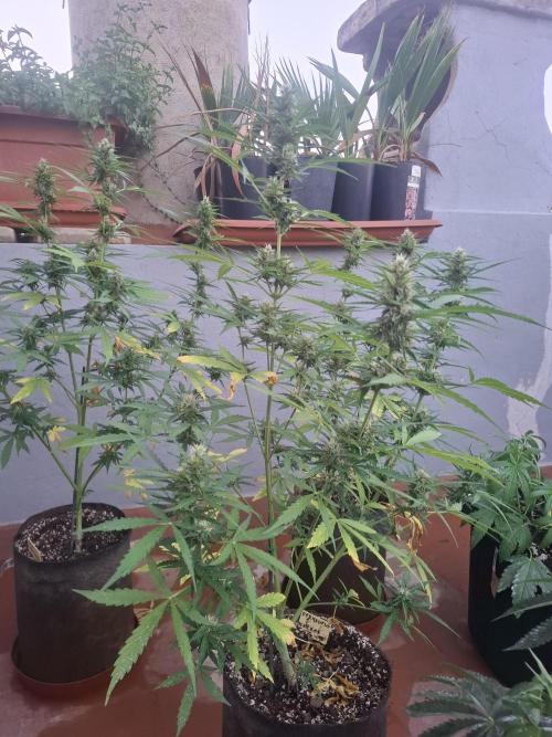 permanent marker xl auto. Week 6