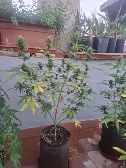permanent marker xl auto. Week 6