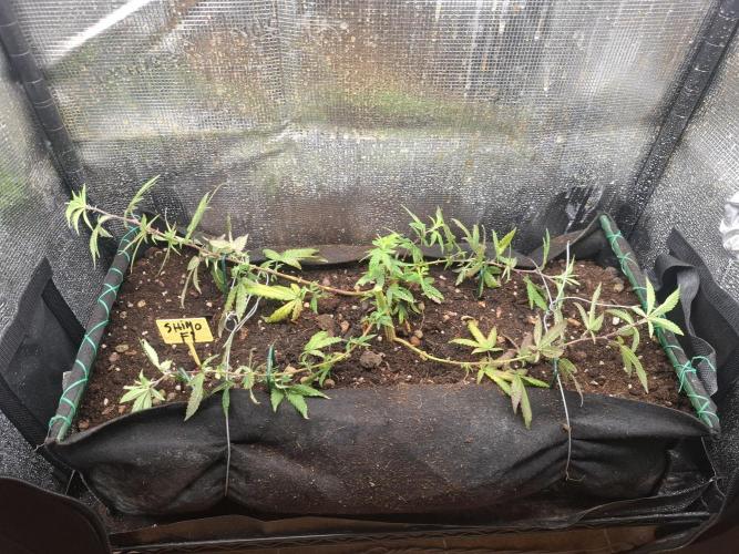 shimo scrOG. Week 9
