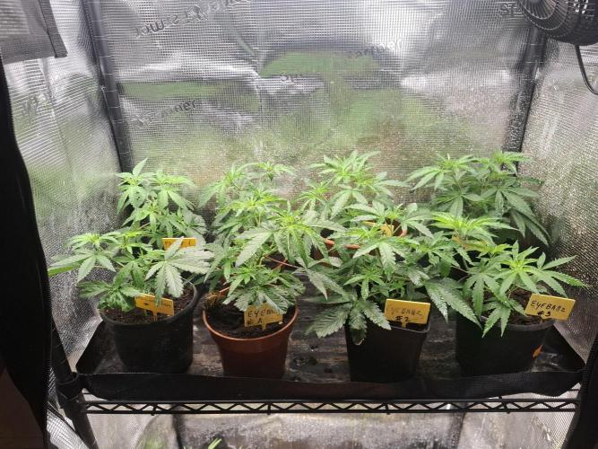 Phenohunting EyeBallz. Week 6