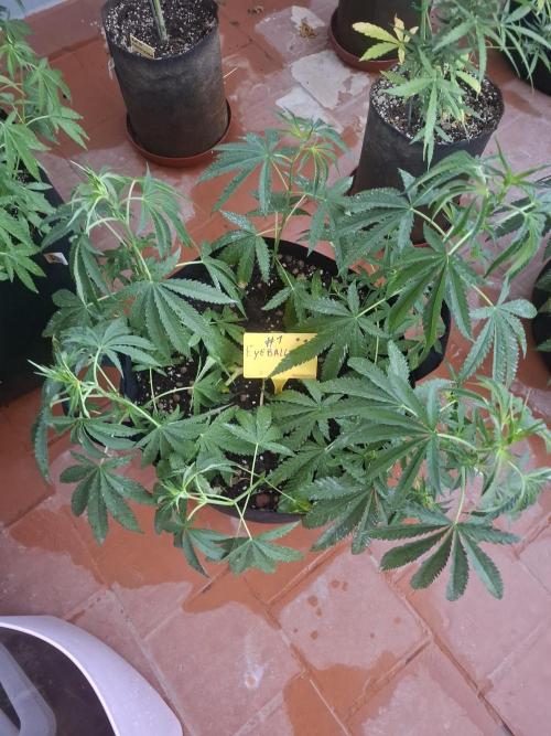 Phenohunting EyeBallz. Week 6