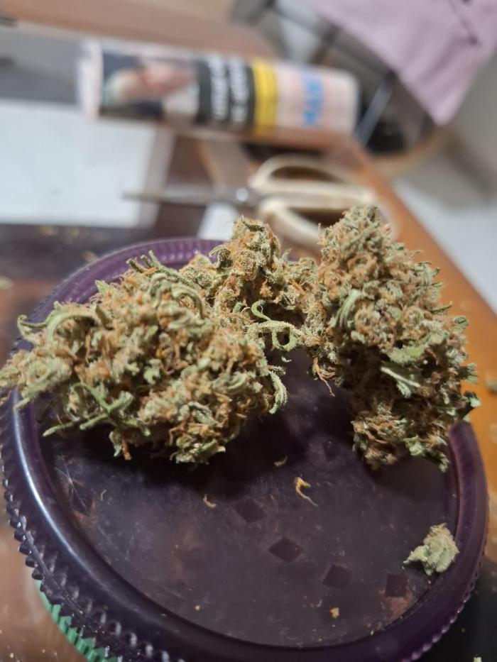 superboofxlauto. Week 8 - 7plants 3 terp