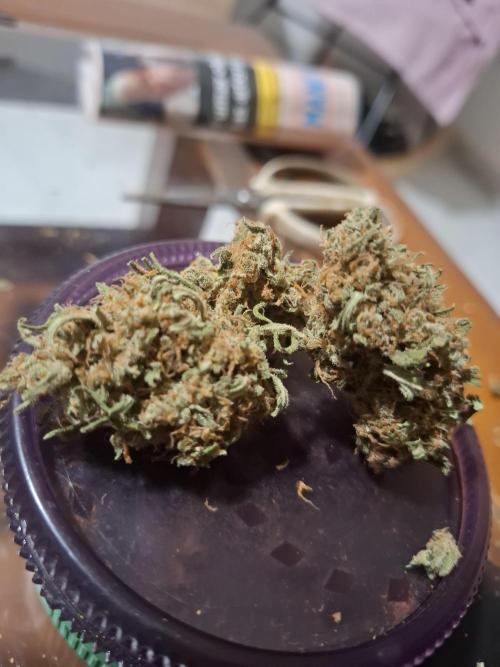 Super Boof XL Auto. Week 8