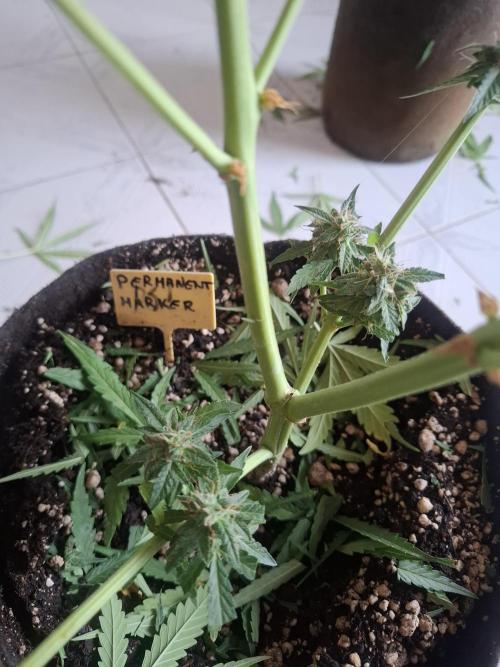 permanent marker xl auto. Week 8