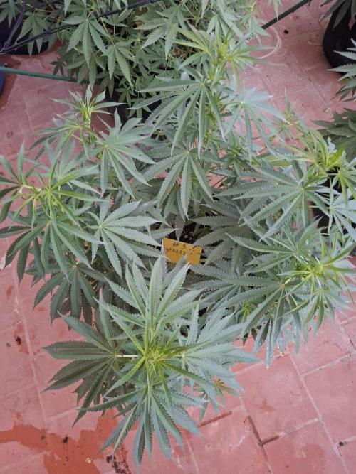 Phenohunting EyeBallz. Week 7
