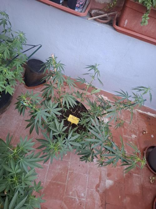 Phenohunting EyeBallz. Week 7