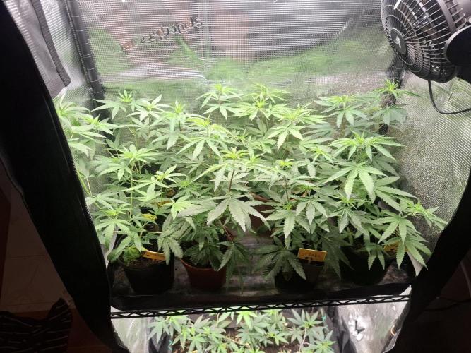 Phenohunting EyeBallz. Week 7