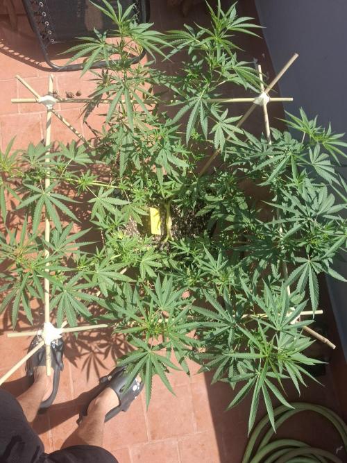 Phenohunting EyeBallz. Week 8 - psicodelicia