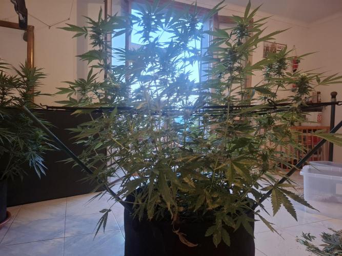 shimo scrOG. Week 11