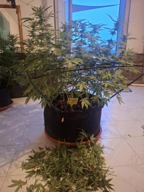 shimo scrOG. Week 11