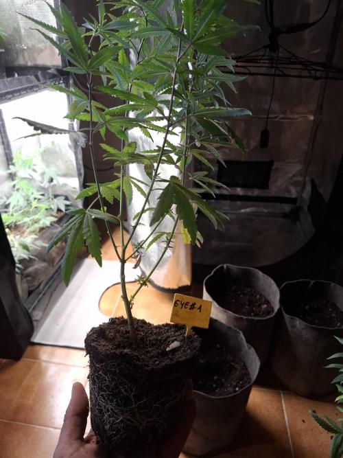 phenohuntig indor. Week 1