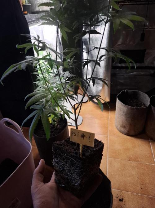 phenohuntig indor. Week 1