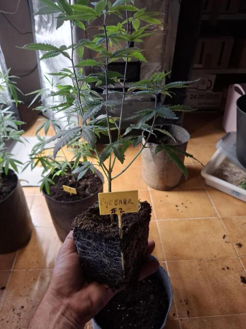 phenohuntig indor. Week 1