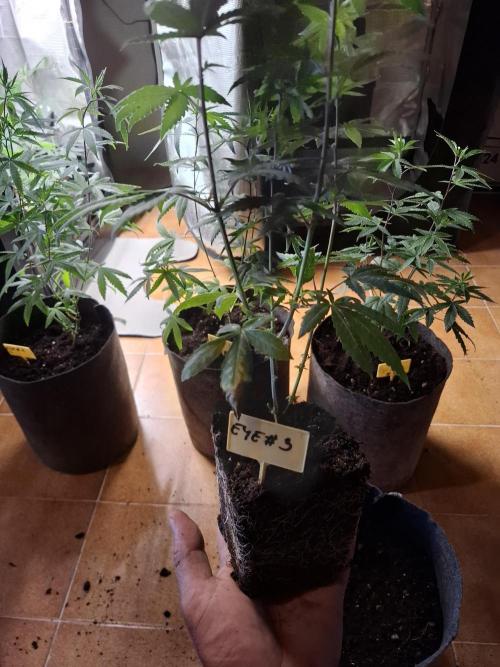 phenohuntig indor. Week 1
